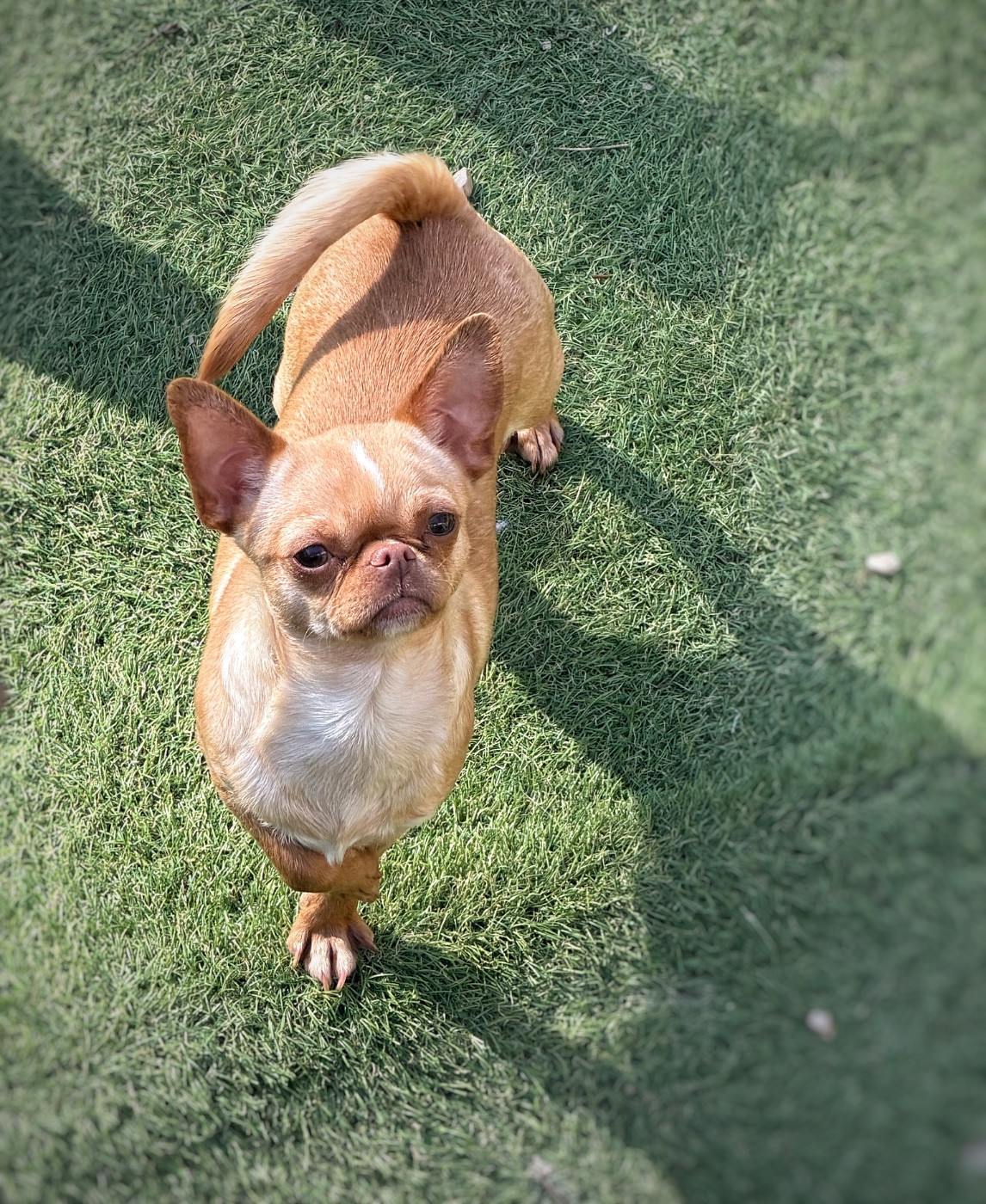 Vanilla ice Des Anges De Luna