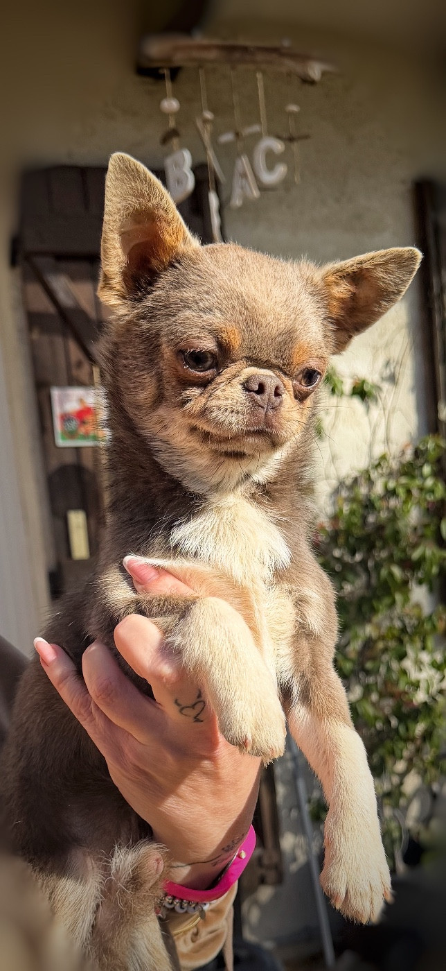 tihvinskaya kroha Furor dit aston Martin