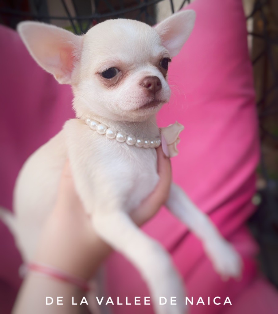 De La Vallée De Naica - Chihuahua - Portée née le 06/06/2024