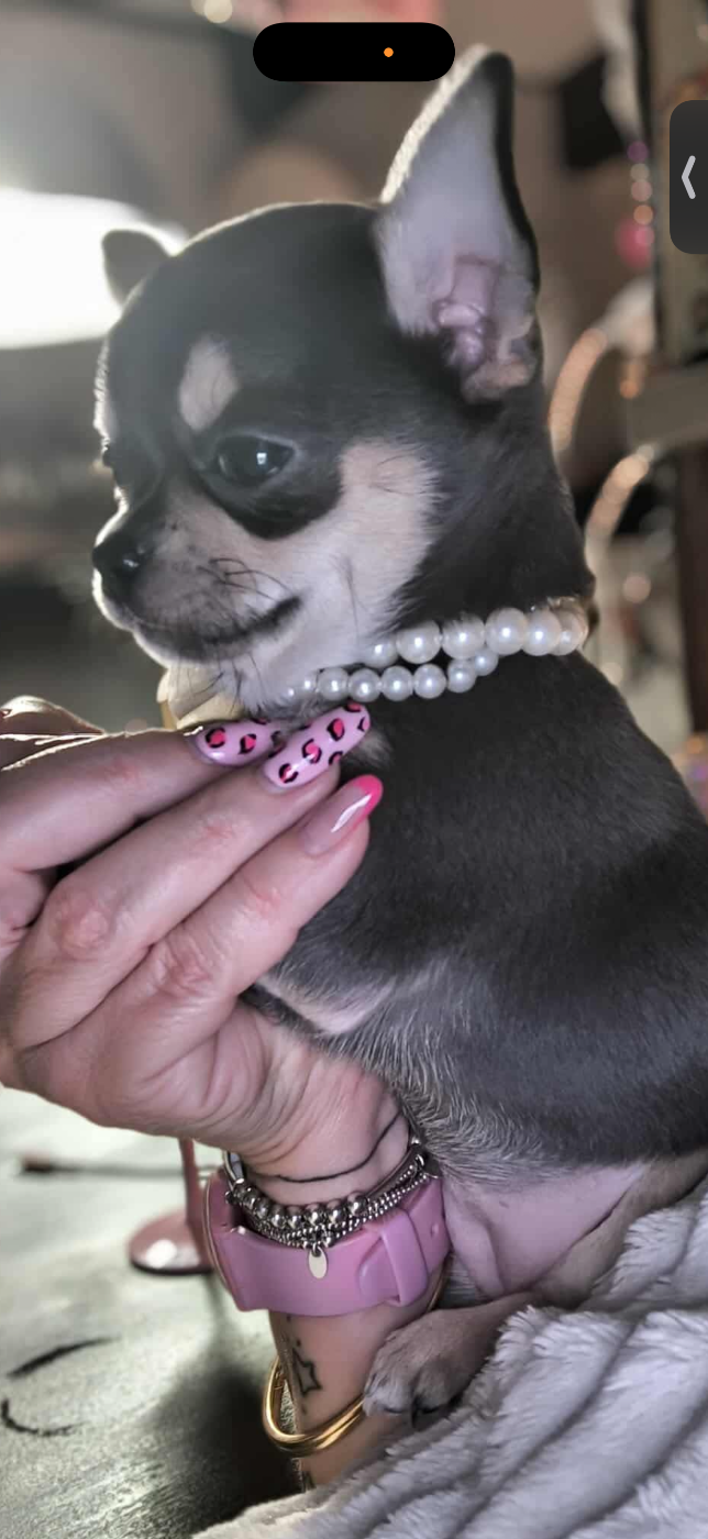 De La Vallée De Naica - Chiots disponibles - Chihuahua
