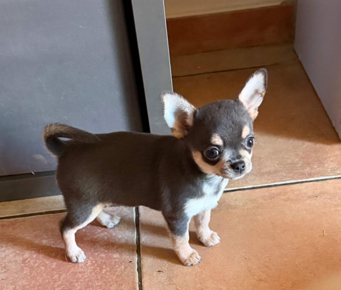 De La Vallée De Naica - Chiots disponibles - Chihuahua