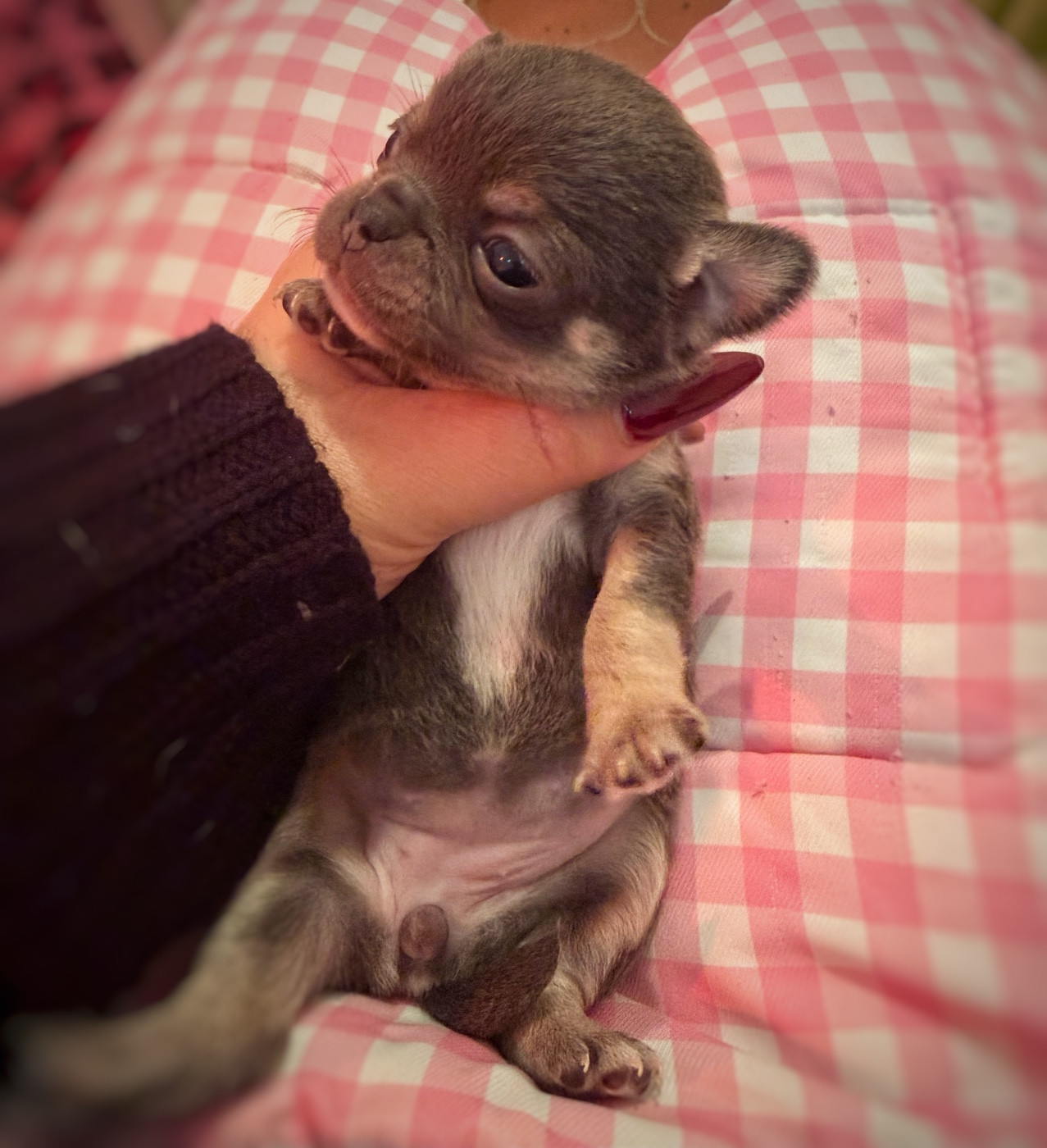 De La Vallée De Naica - Chiots disponibles - Chihuahua