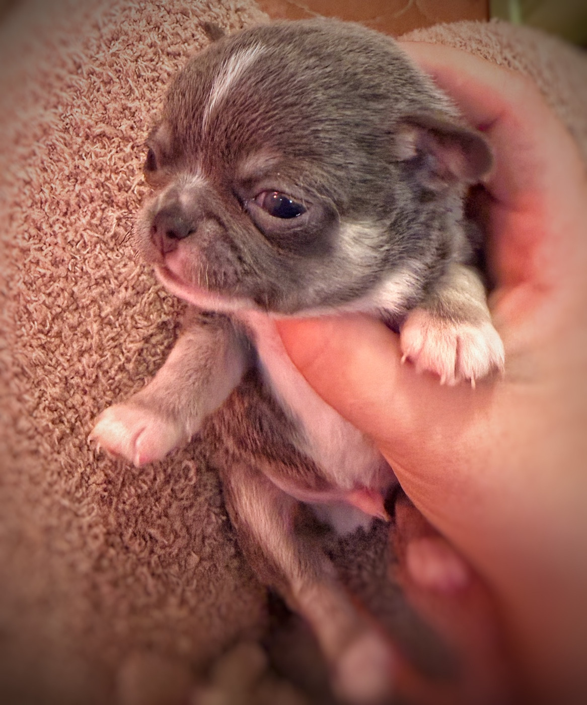 De La Vallée De Naica - Chiots disponibles - Chihuahua