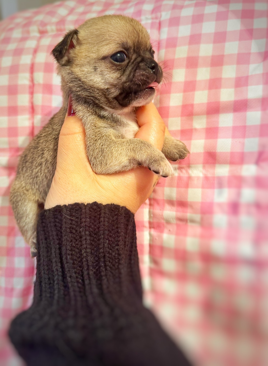 De La Vallée De Naica - Chiots disponibles - Chihuahua