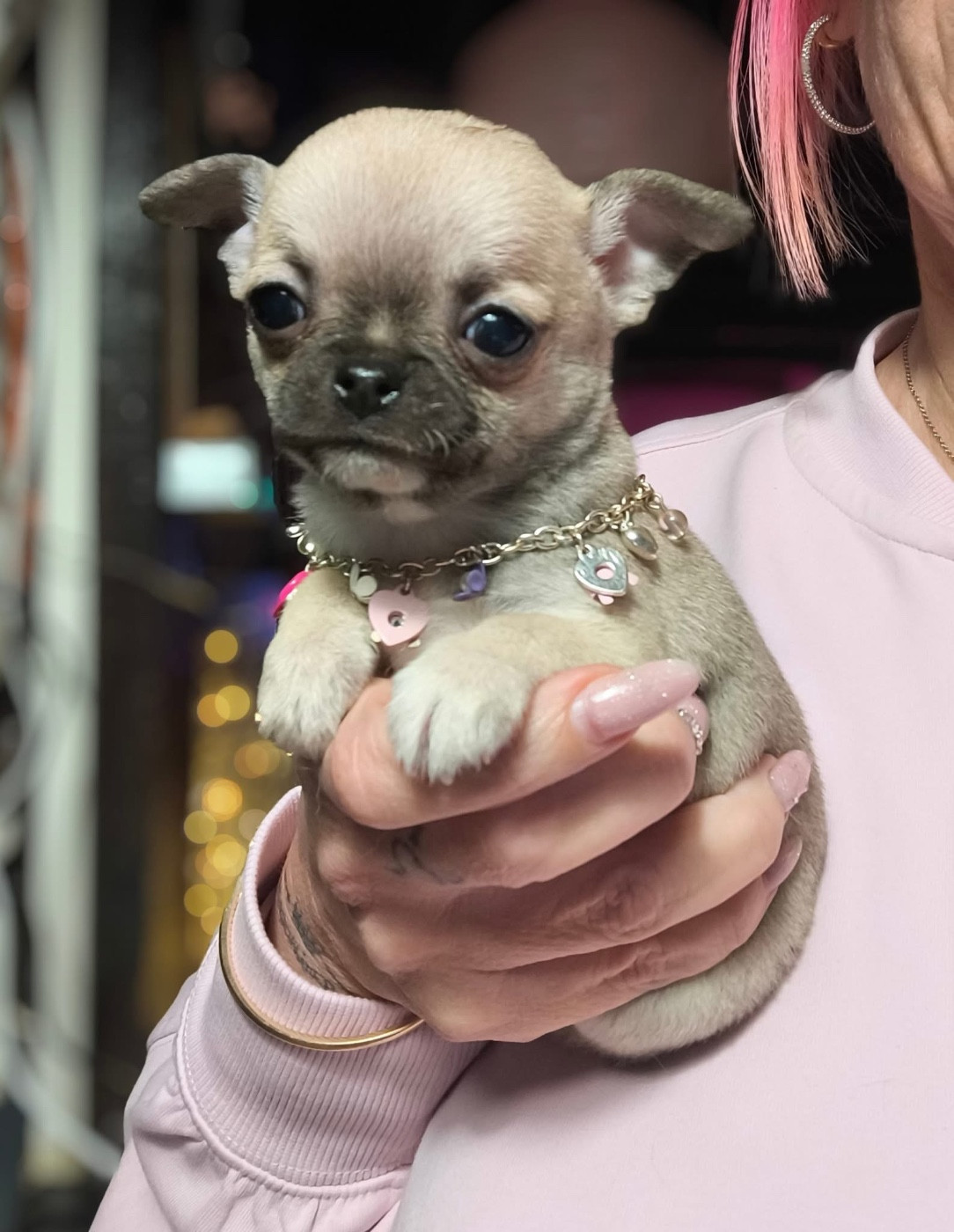 De La Vallée De Naica - Chihuahua - Portée née le 03/10/2025