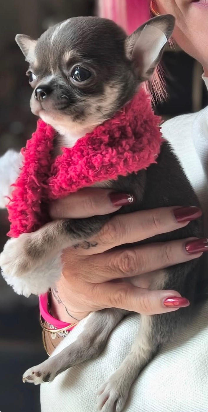 De La Vallée De Naica - Chiots disponibles - Chihuahua