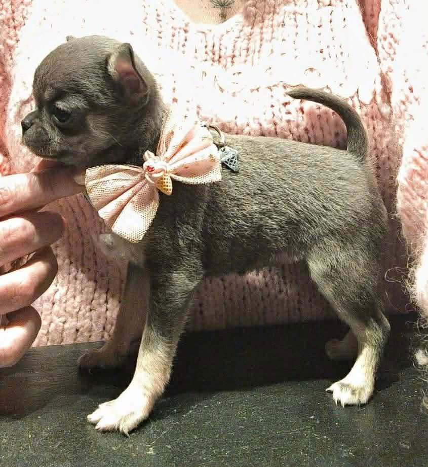 De La Vallée De Naica - Chiots disponibles - Chihuahua