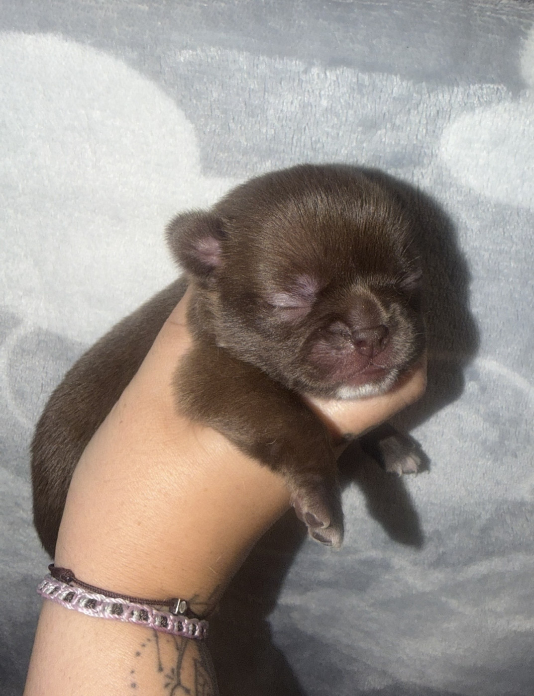 De La Vallée De Naica - Chiots disponibles - Chihuahua
