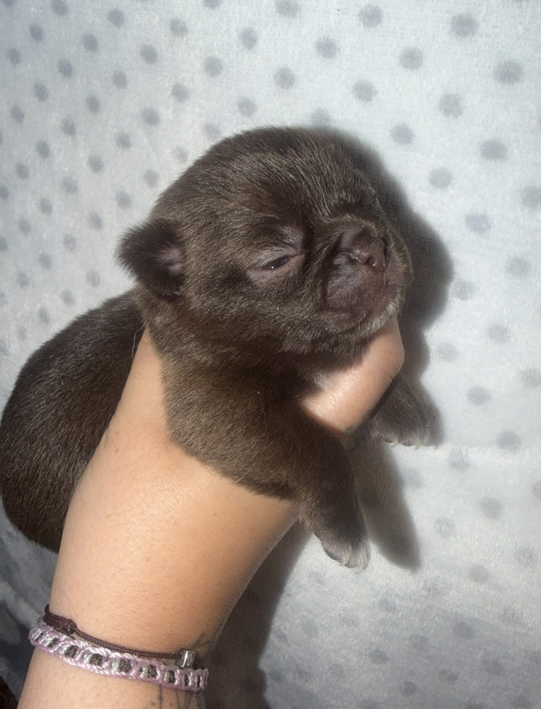 De La Vallée De Naica - Chiots disponibles - Chihuahua