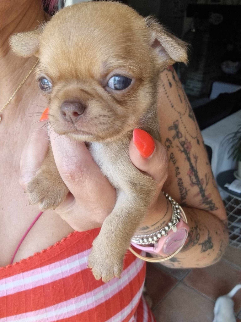 De La Vallée De Naica - Chiots disponibles - Chihuahua