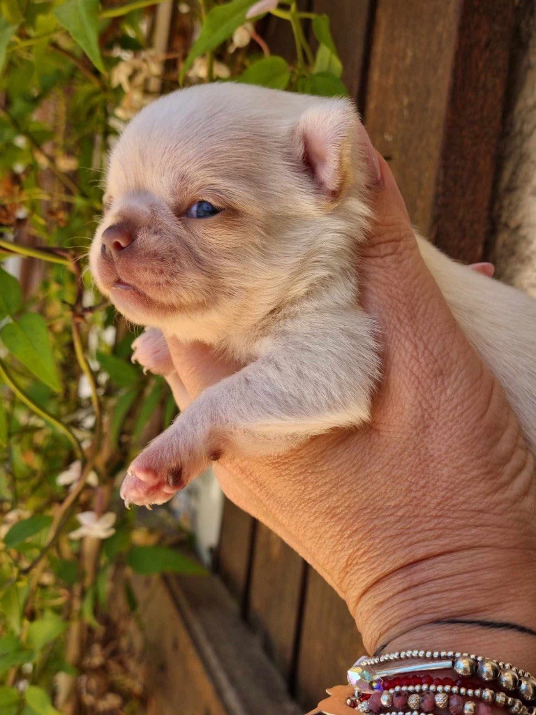 De La Vallée De Naica - Chiots disponibles - Chihuahua