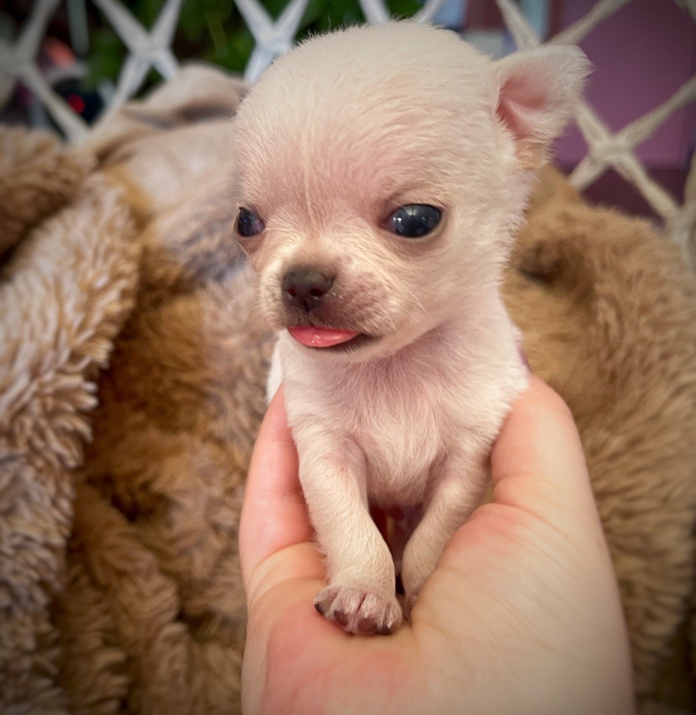 De La Vallée De Naica - Chiots disponibles - Chihuahua