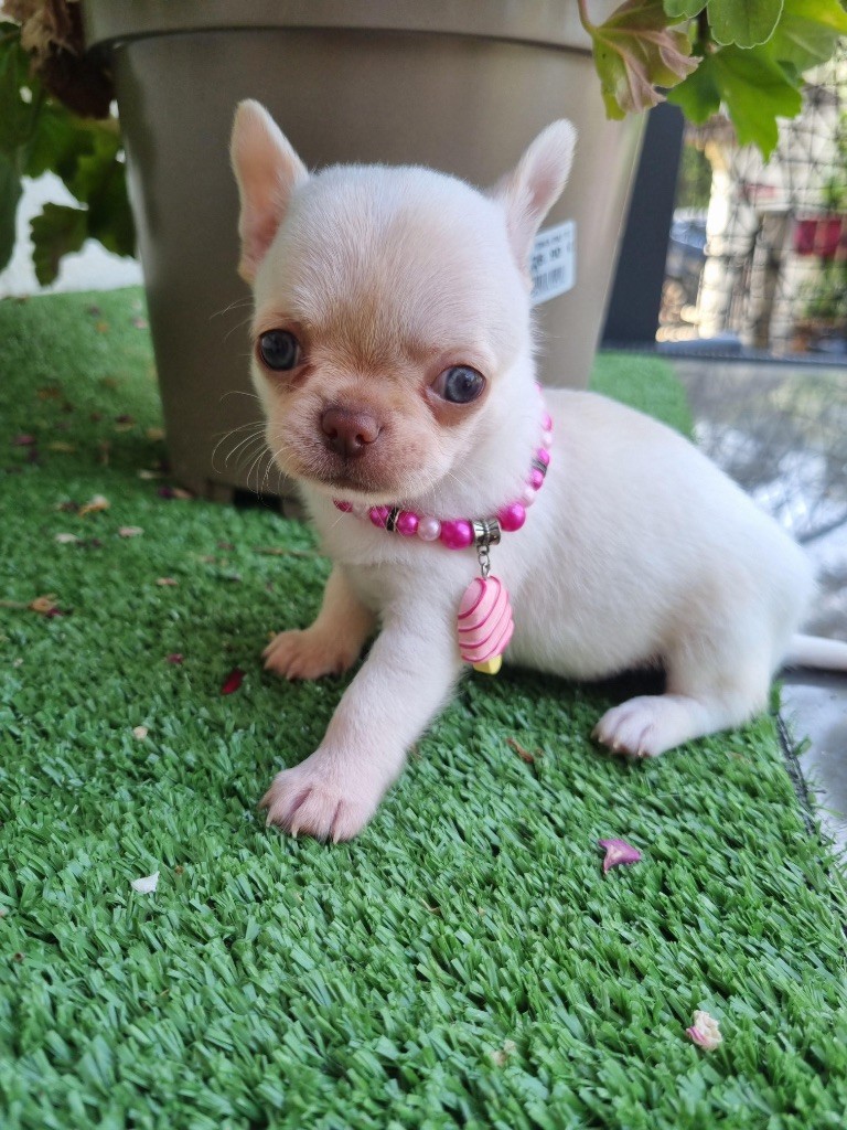 De La Vallée De Naica - Chiots disponibles - Chihuahua