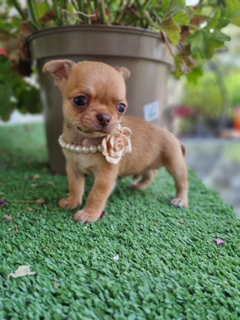 De La Vallée De Naica - Chihuahua - Portée née le 08/05/2025