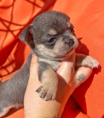 CHIOT 4