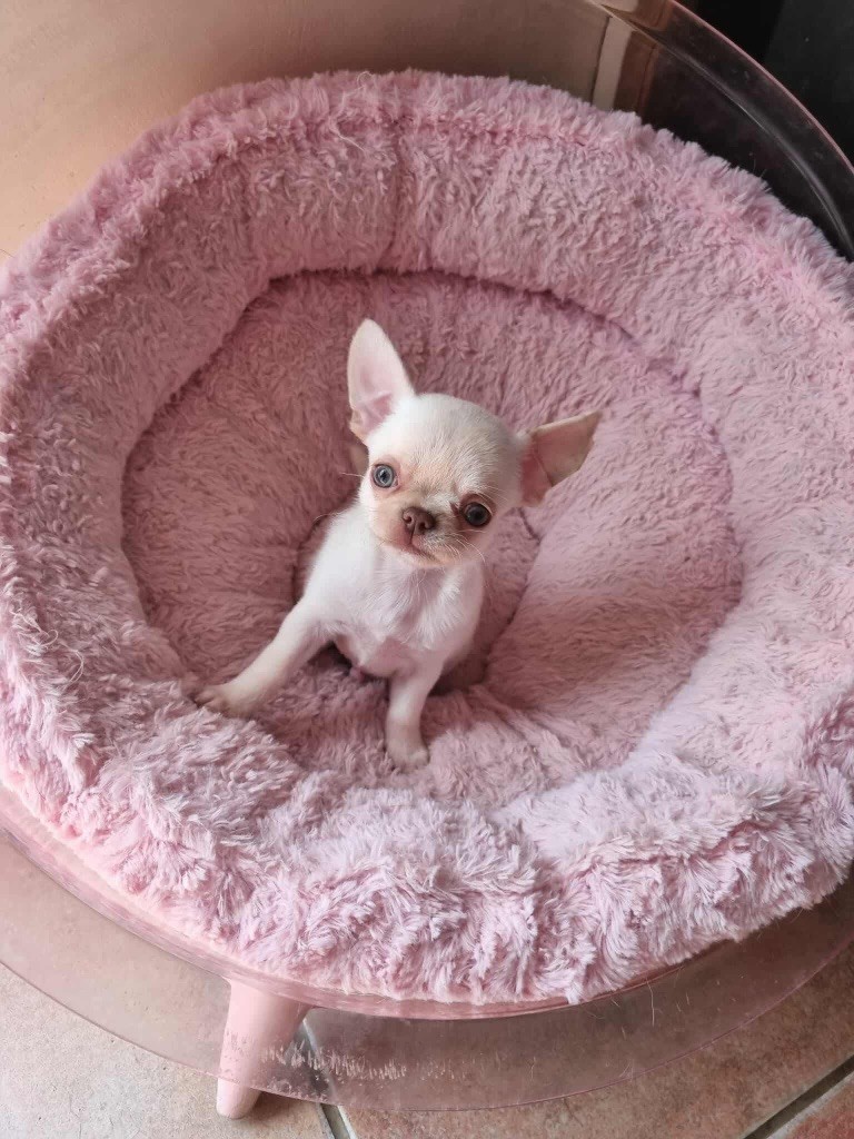 De La Vallée De Naica - Chiots disponibles - Chihuahua