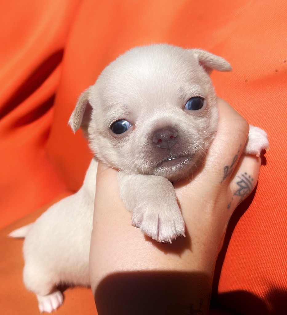 De La Vallée De Naica - Chiots disponibles - Chihuahua