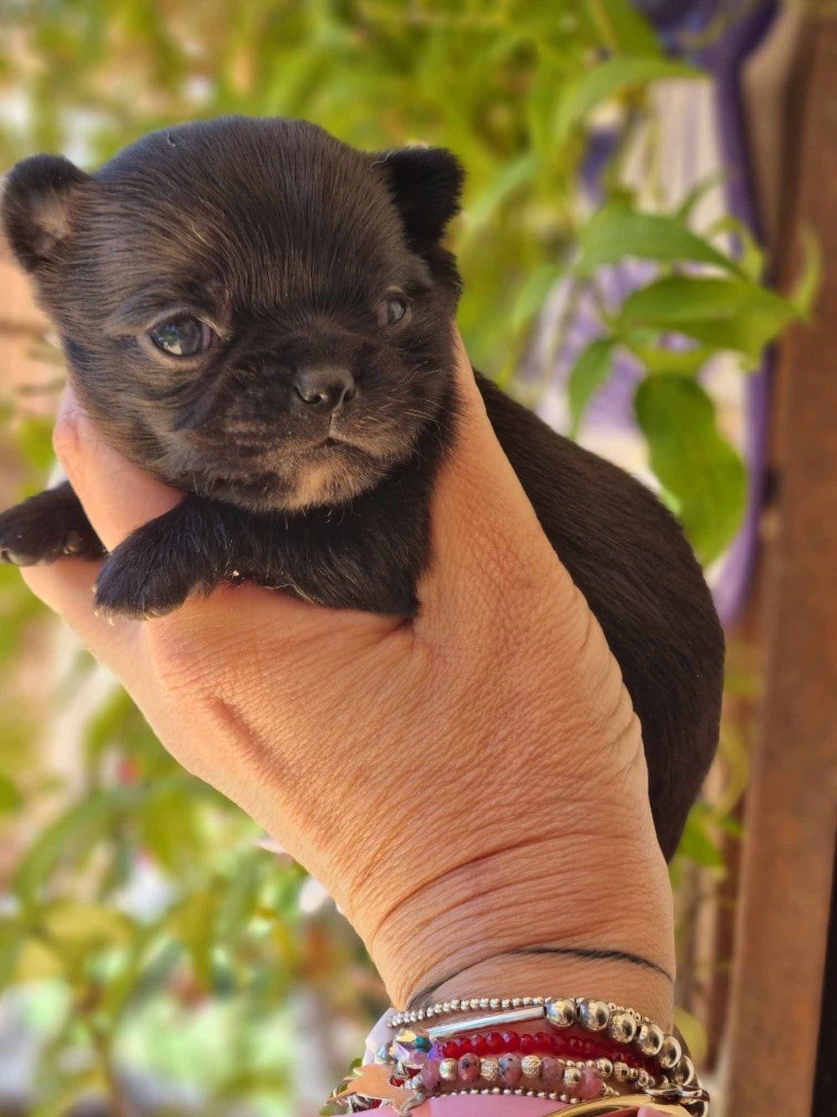 De La Vallée De Naica - Chiots disponibles - Chihuahua