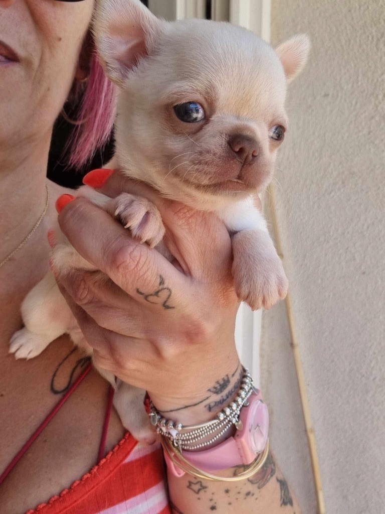 De La Vallée De Naica - Chiots disponibles - Chihuahua
