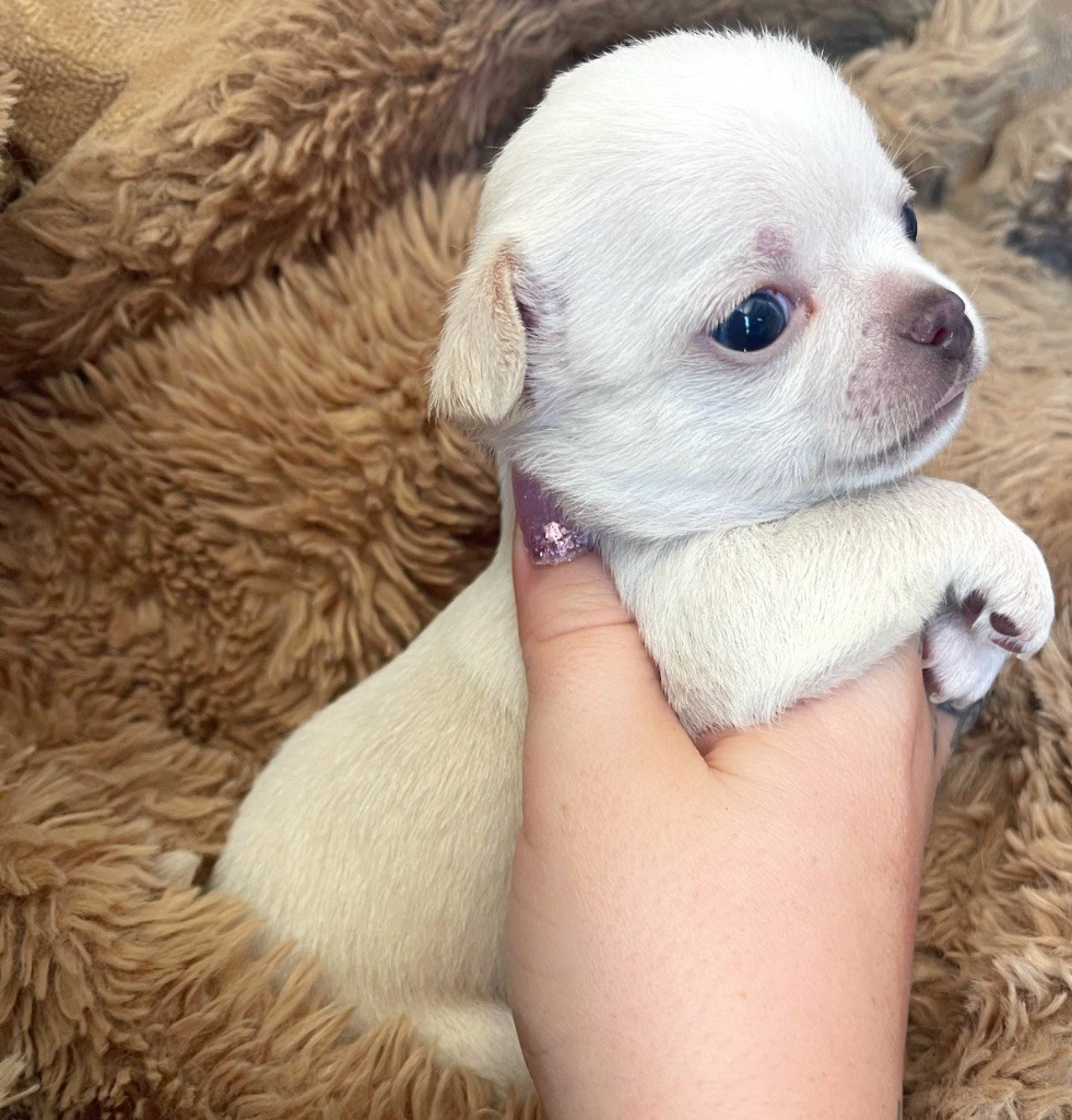 CHIOT 2